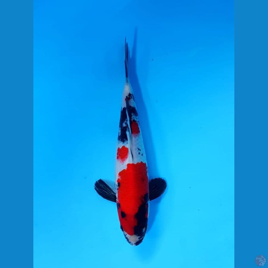 showa 25cm