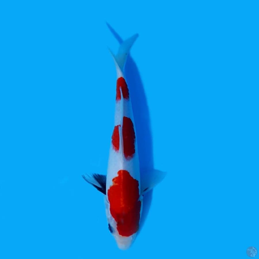 27cm female