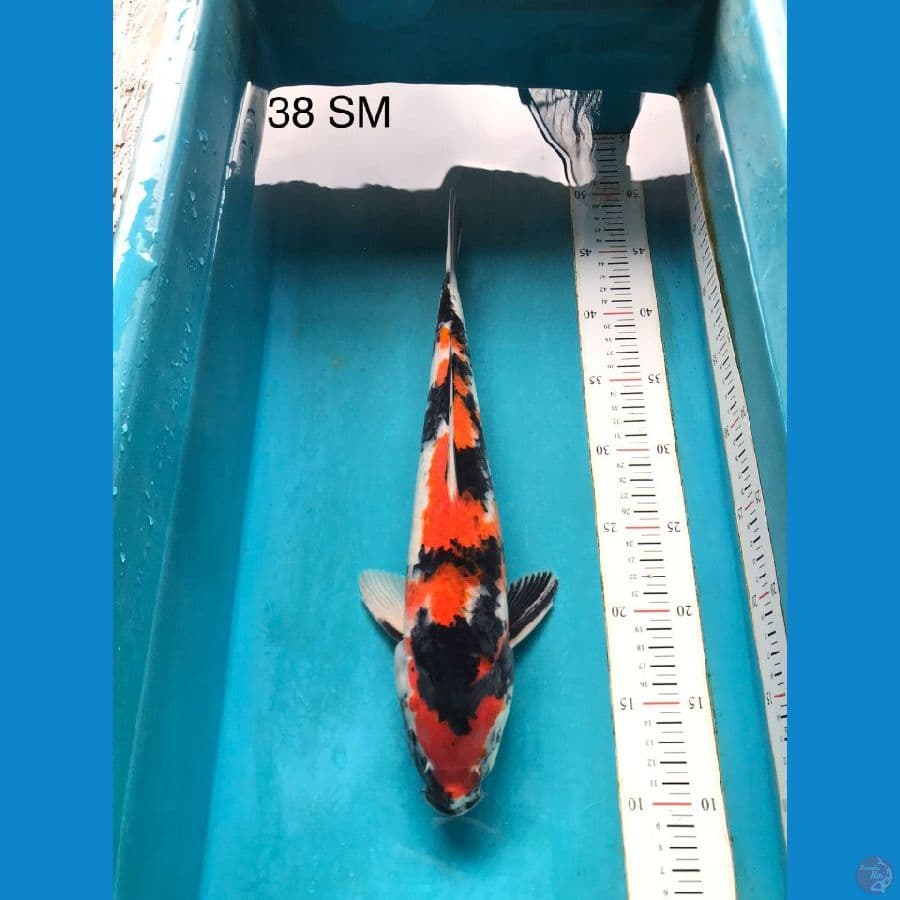 showa 38 cm