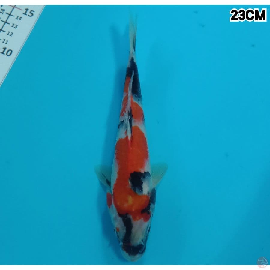 TATEGOI SHOWA 23CM