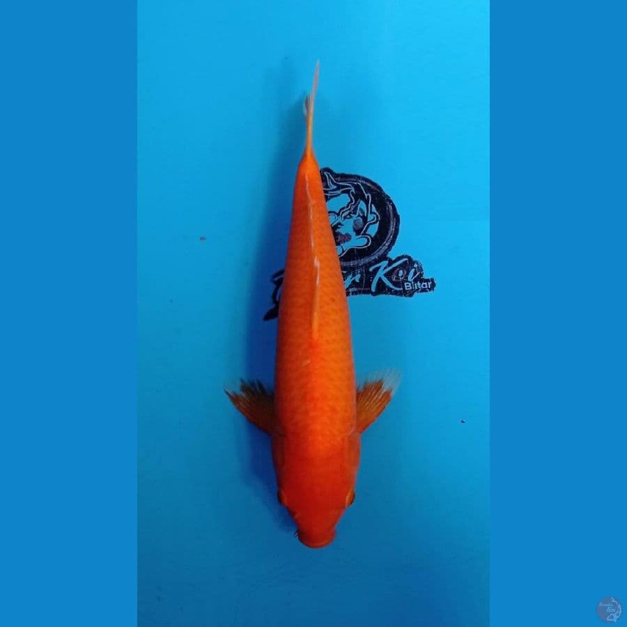 KAISAR - BENIGOI F1_40CM_BETINA