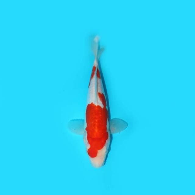 KOHAKU 25 CM