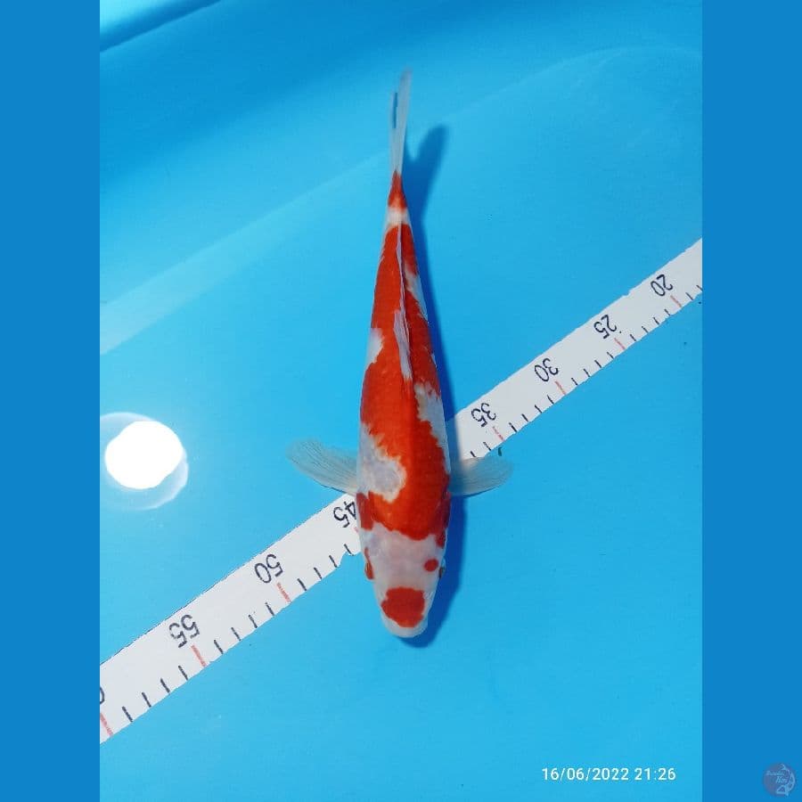 KOHAKU 32 CM