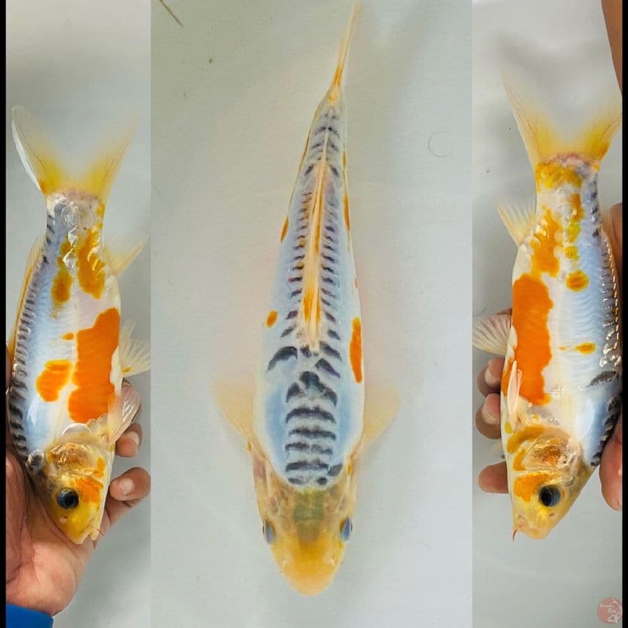 shusui 21cm