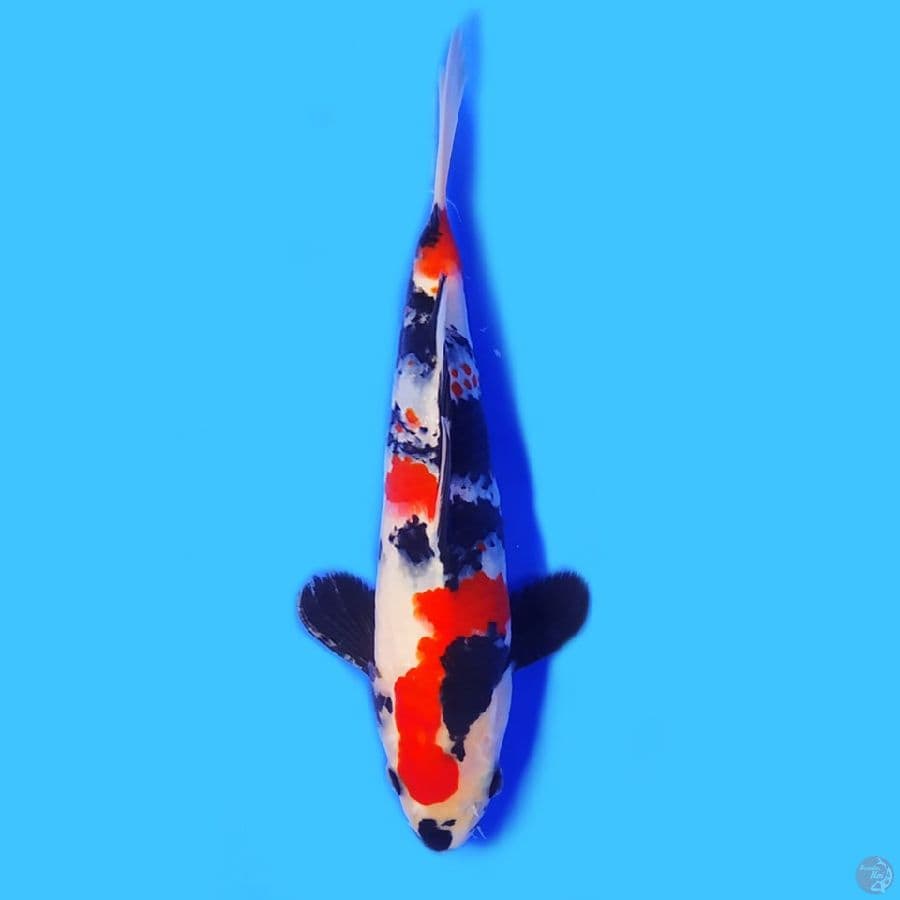 Showa sansoku 24cm HQ