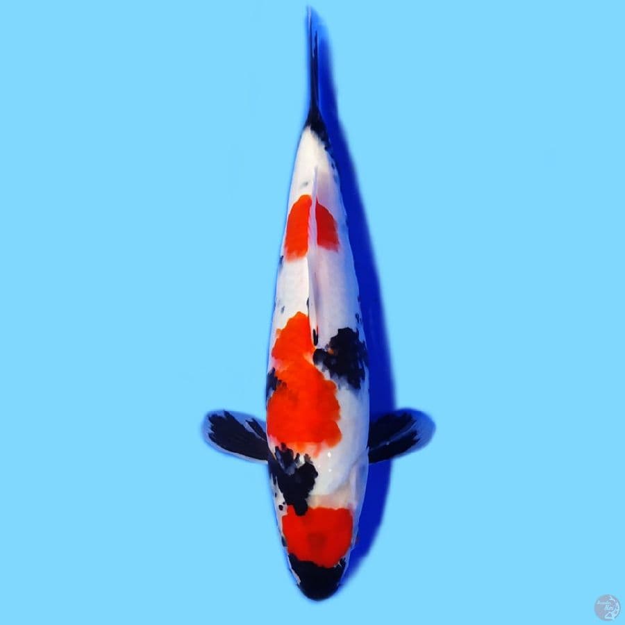 kindai showa maruten 28cm HQ