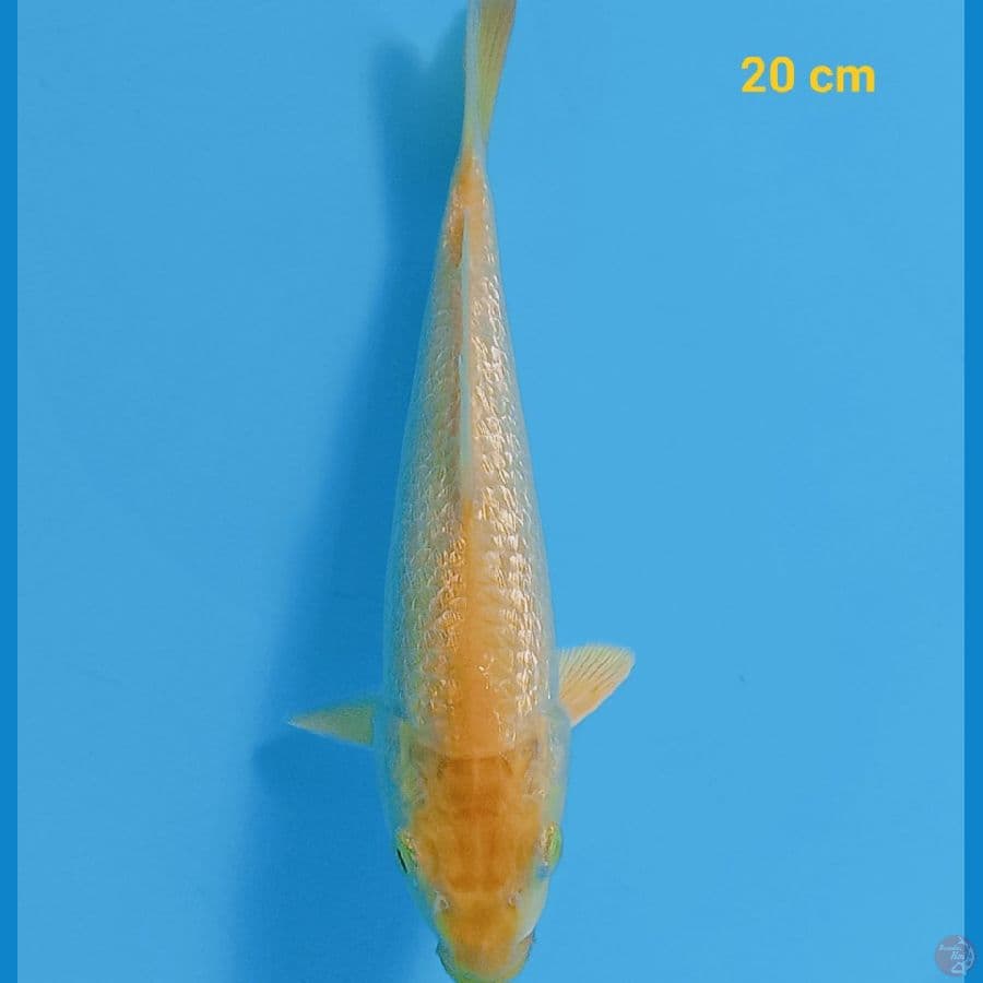Karasi Ginrin 20 cm