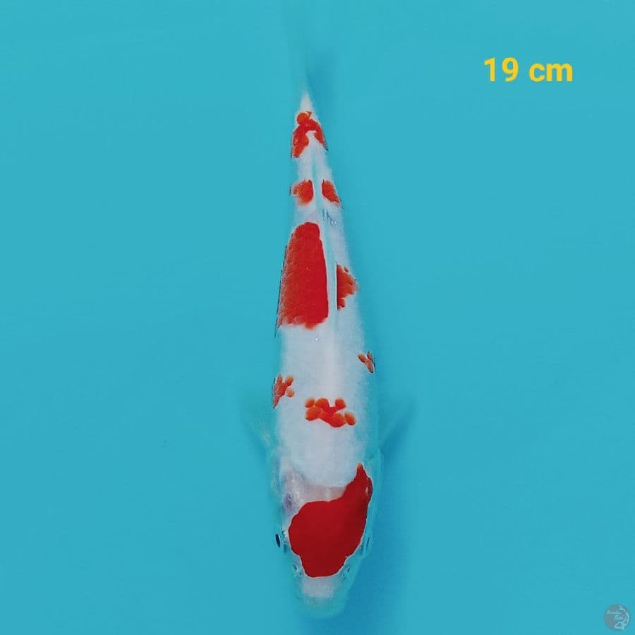 Kohaku 19 cm