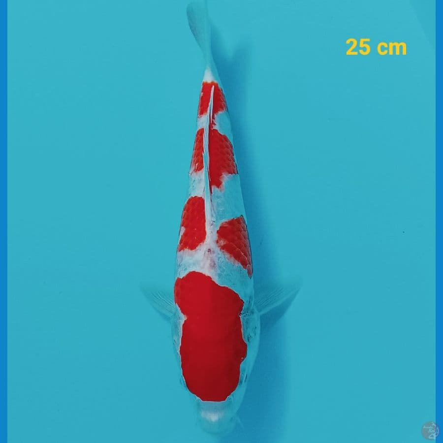 Kohaku 25 cm