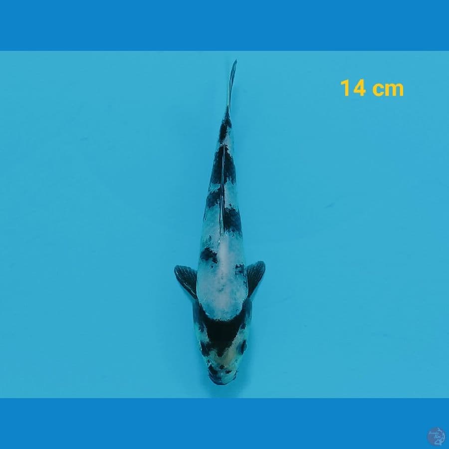 Shiro 14 cm