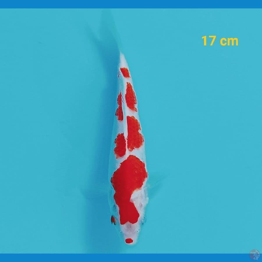 Kohaku 17 cm