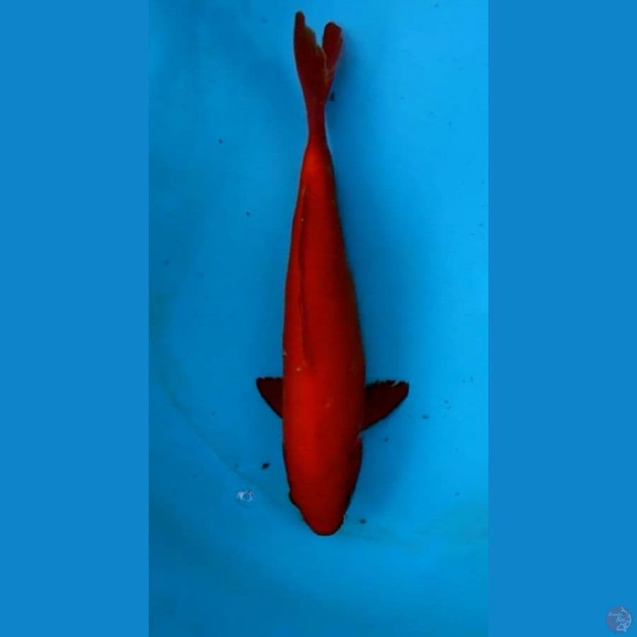 Obral OB Nol Super Deep Red Benigoi Merah Cabe 35bu