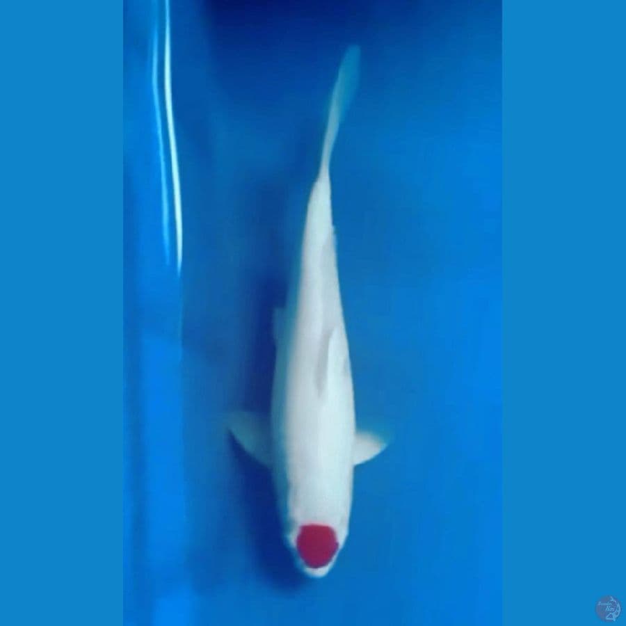 OB Nol Super Tancho Super Red and White 30cm