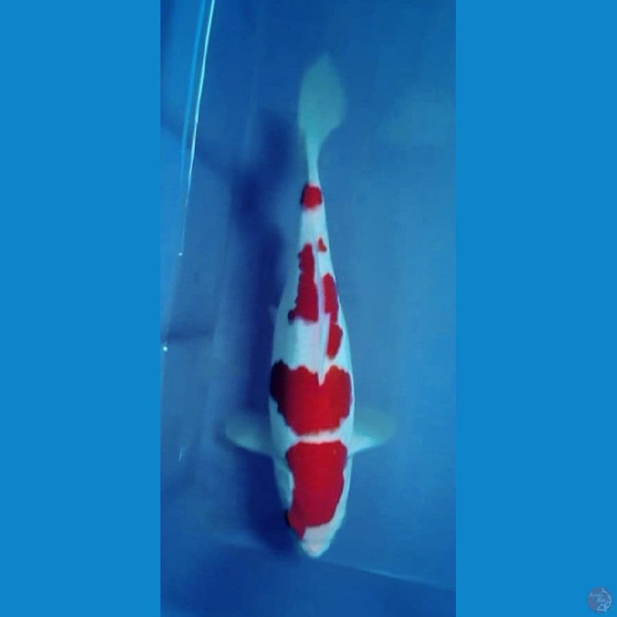 OB Nol Kohaku Calon Grand Champ 35bu