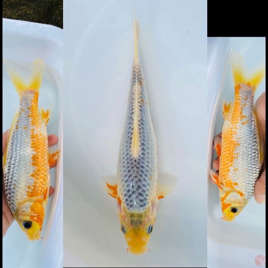 asagi 20cm