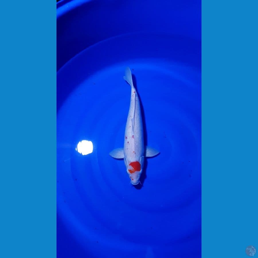JUMBO 48 CM TANCHO ORIJIAL