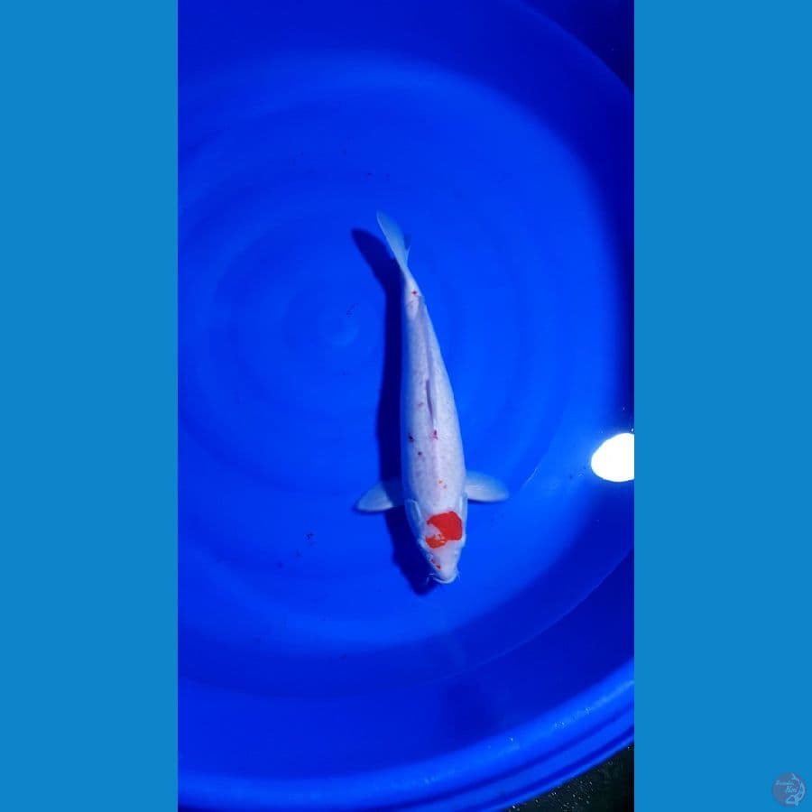 JUMBO 48 CM TANCHO ORIJIAL