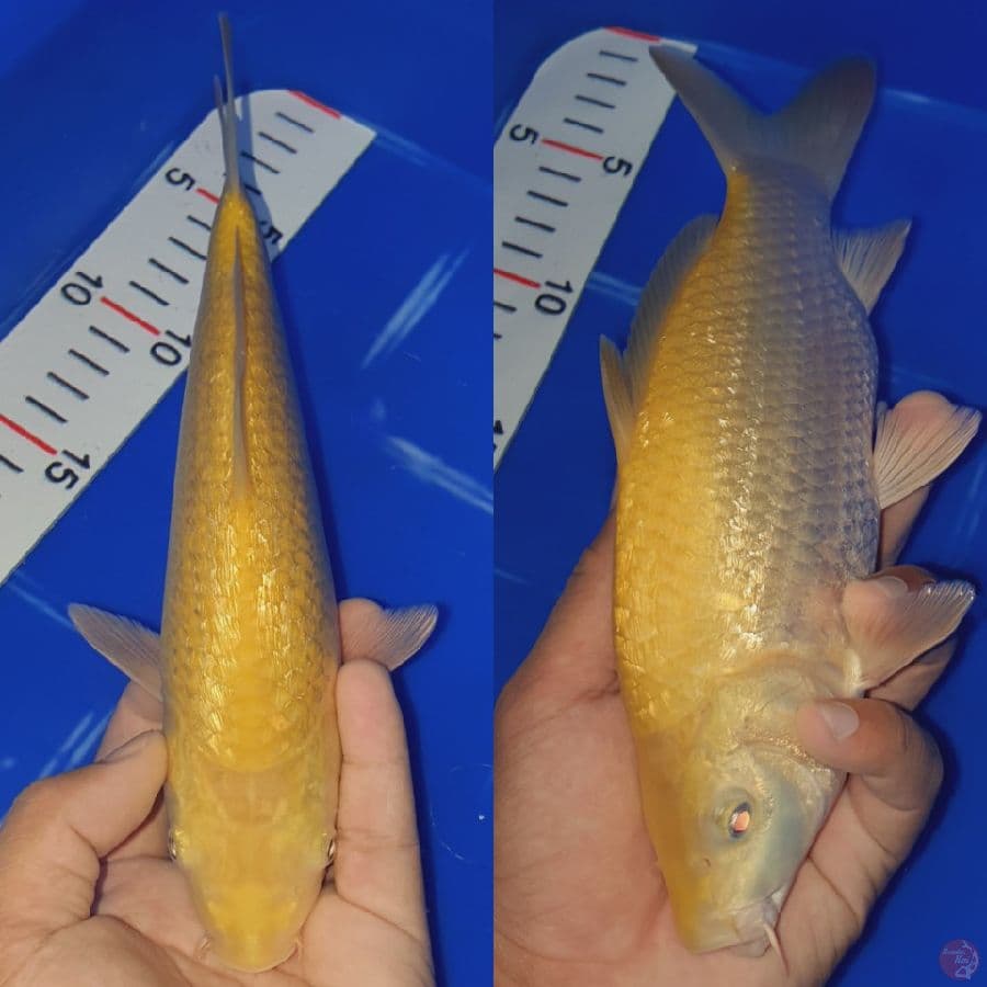 Karasi Ginrin 24cm male berpunuk