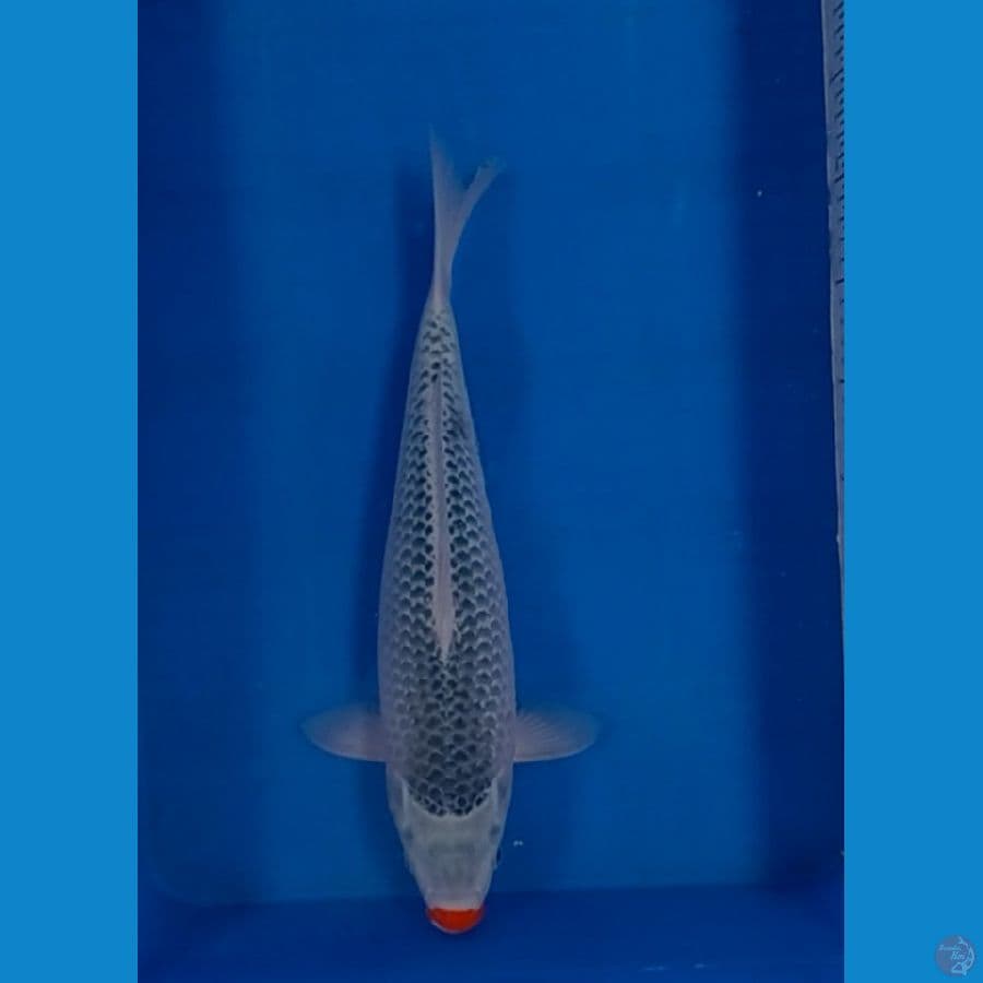 40 cm