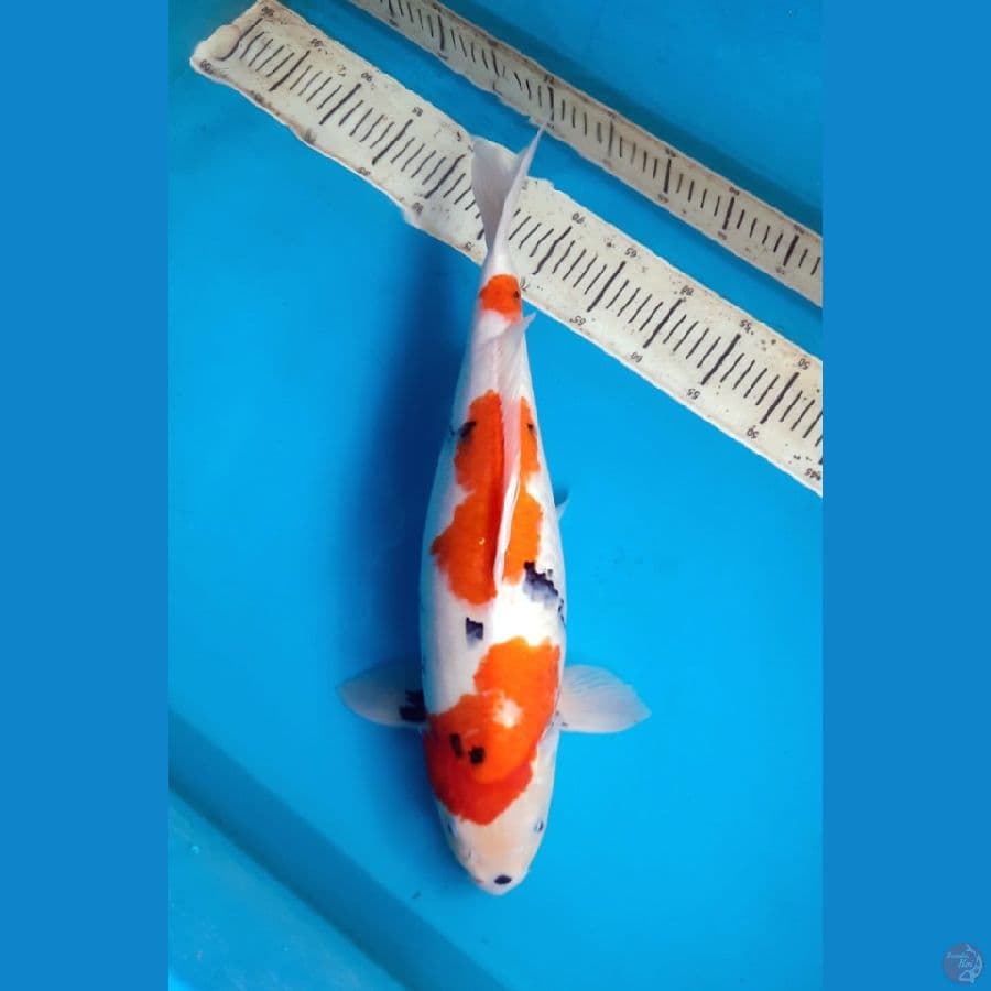 49cm Tategoi showa / Female