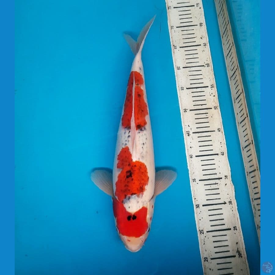 48cm Goshiki / Male