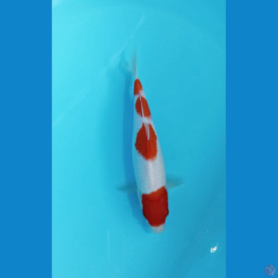 kohaku 25cm