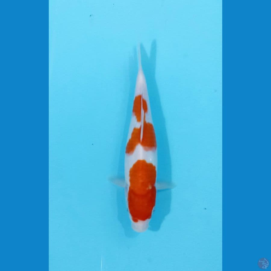 kohaku 25cm