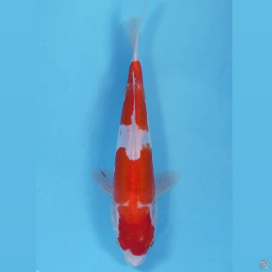 kohaku doitsu, 23 cm