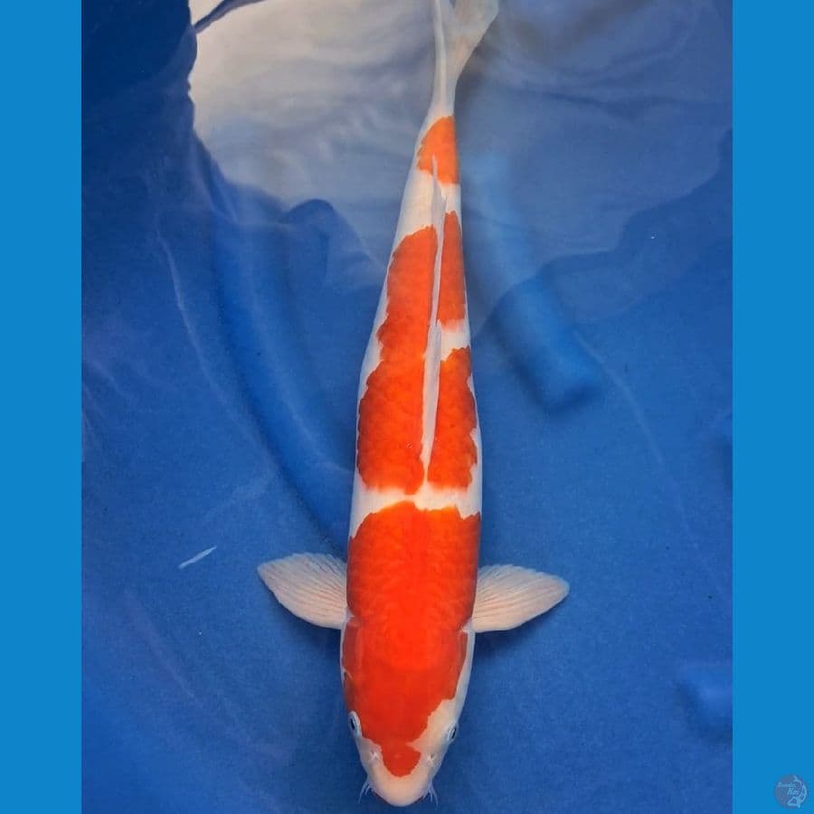 SQ Sandan Kohaku Male 47cm ORIGINAL