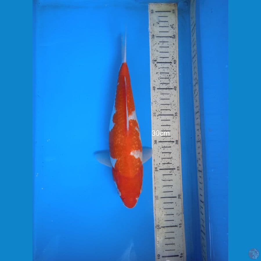 kohaku ginrin 30cm F