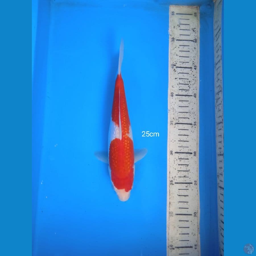 kohaku ginrin 25cm