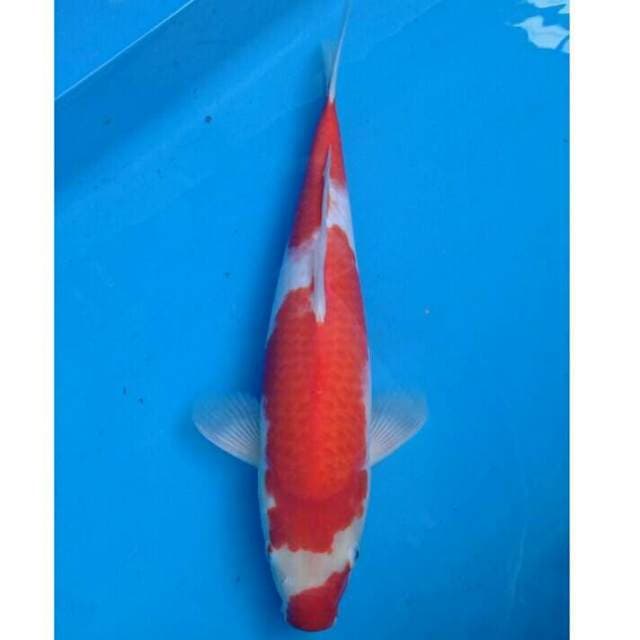 Okawa Kohaku