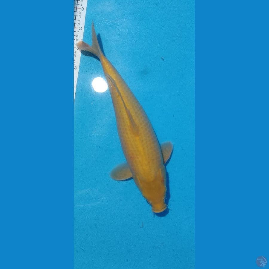 karashi 45cm