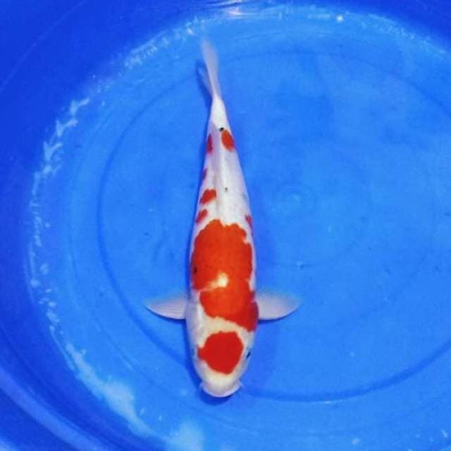 Maruten sanke ori