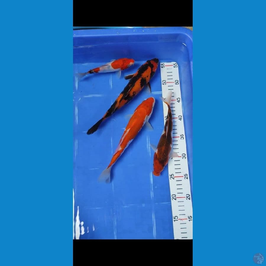 KOHAKU25 SANKE16 GOROMO21 UTSURI26 paket 4 ekor