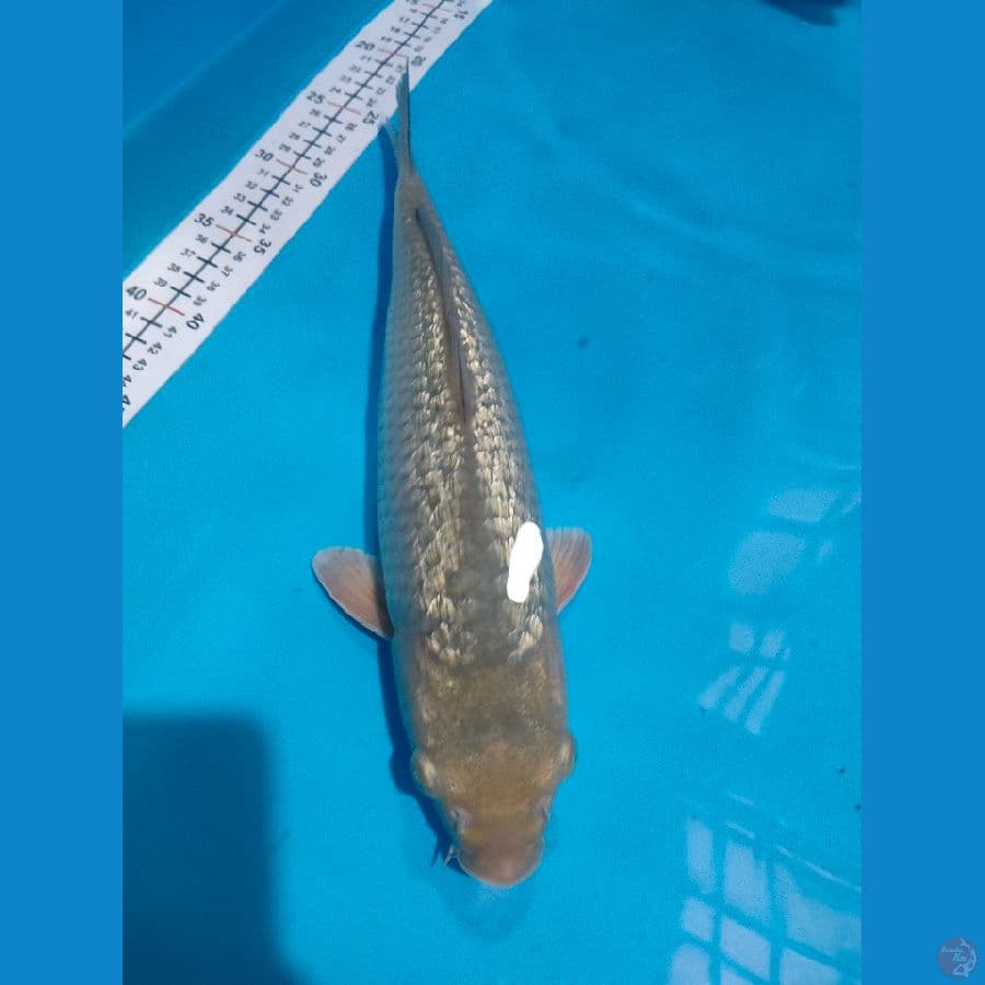 soragoi ginrin 36cm male