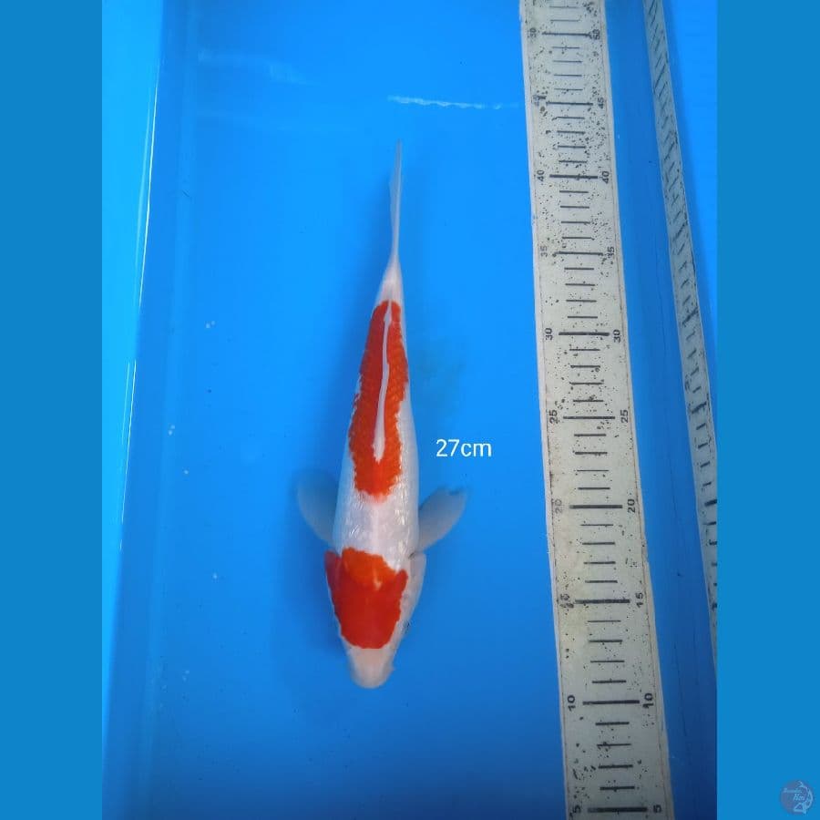 kohaku ginrin 27cm