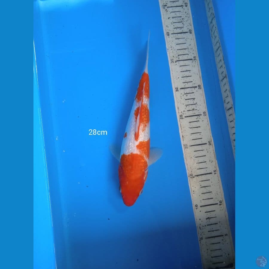 kohaku ginrin 28cm