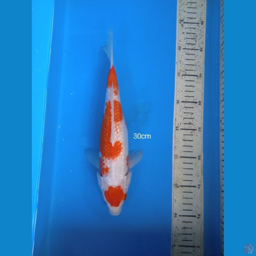 kohaku ginrin 30cm
