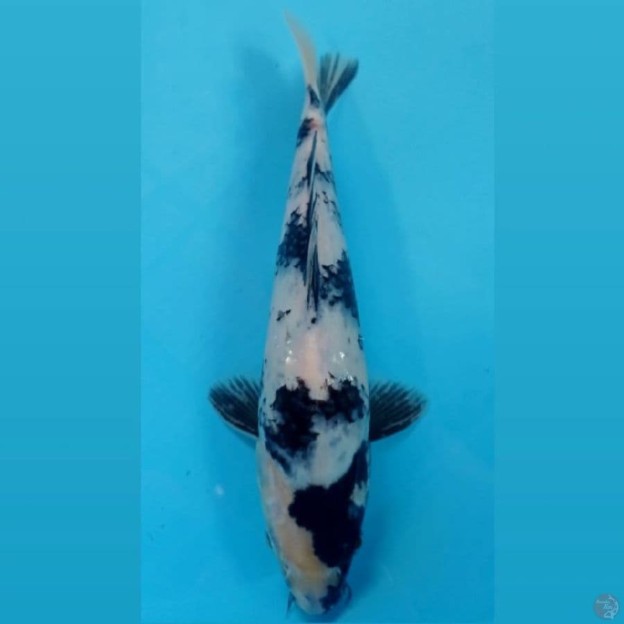 shiro, 26 cm