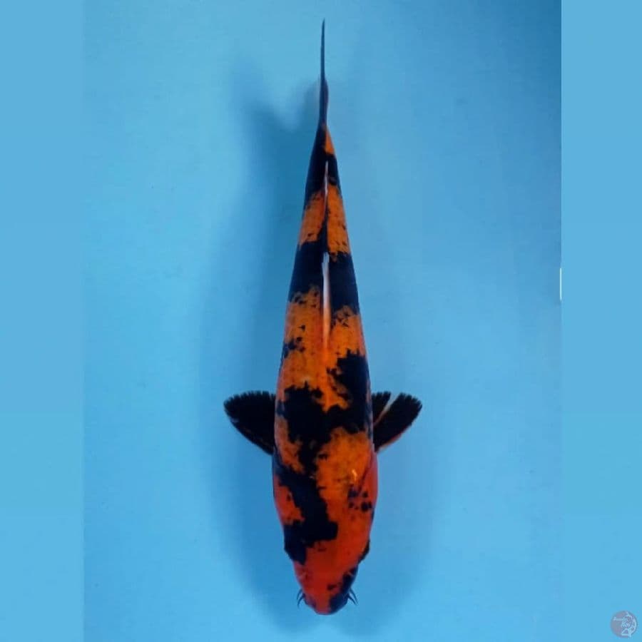 hi utsuri, 30 cm