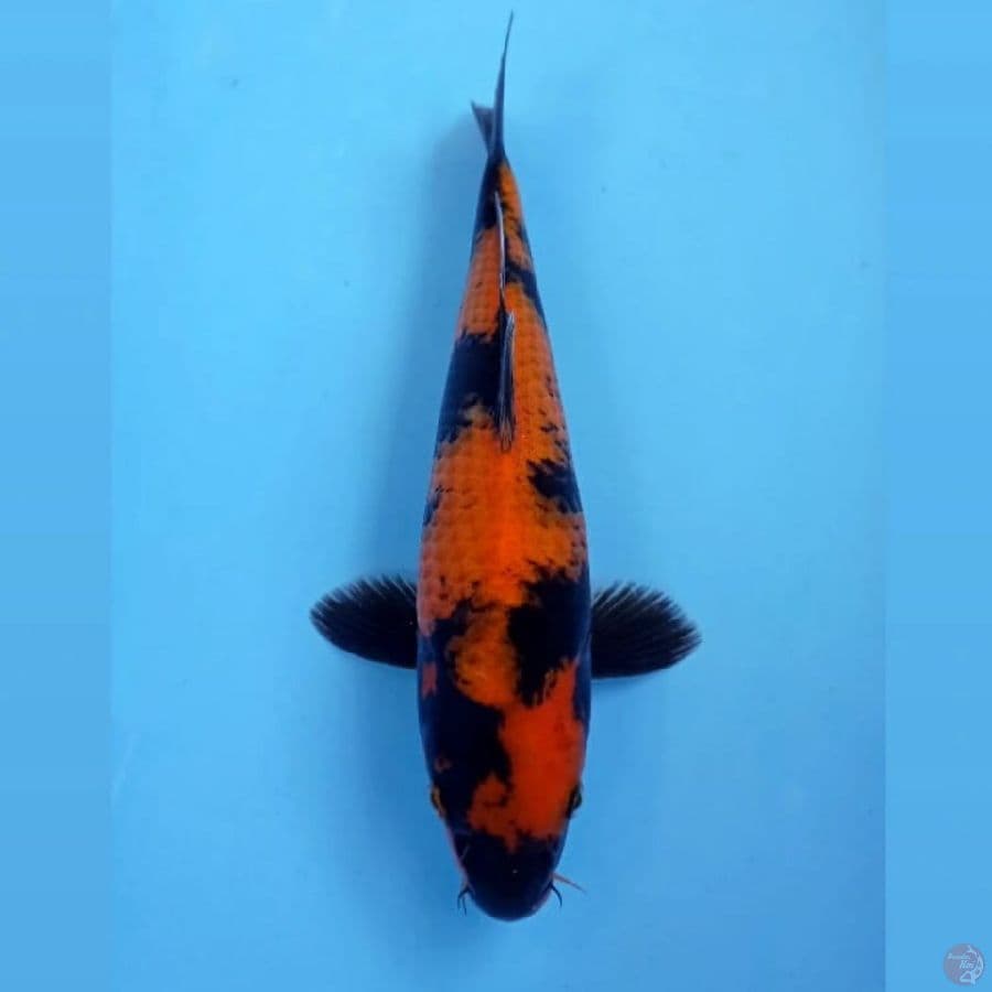 hi utsuri, 29 cm