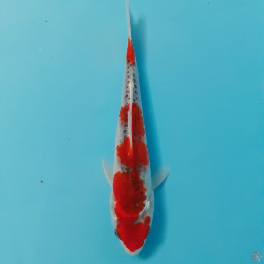 *GOSHIKI//20CM*