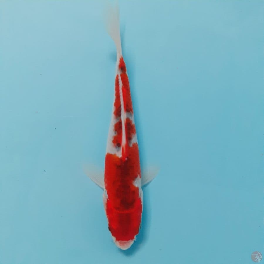 *MINI GOSHIKI//15 CM*