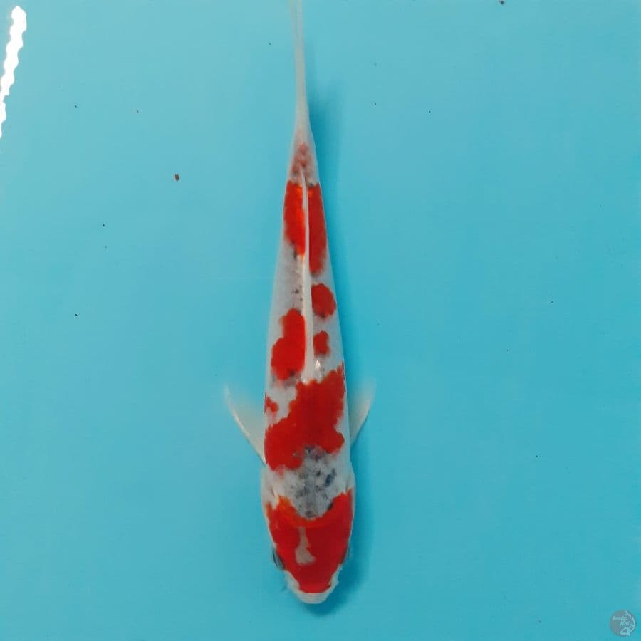 *GOSHIKI// 18 CM*