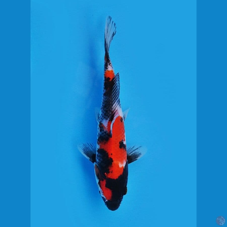 SHOWA SANSHOKU 20cm