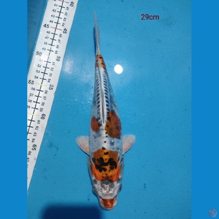 kiko 29cm