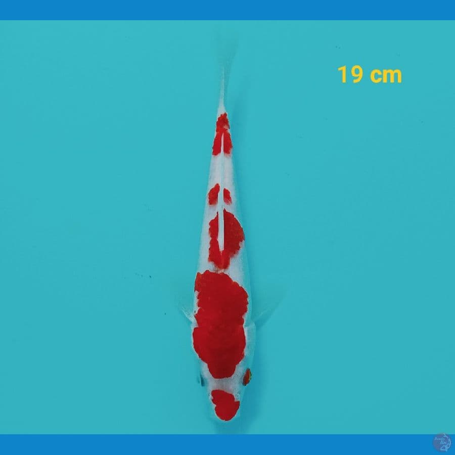 Kohaku 19 cm