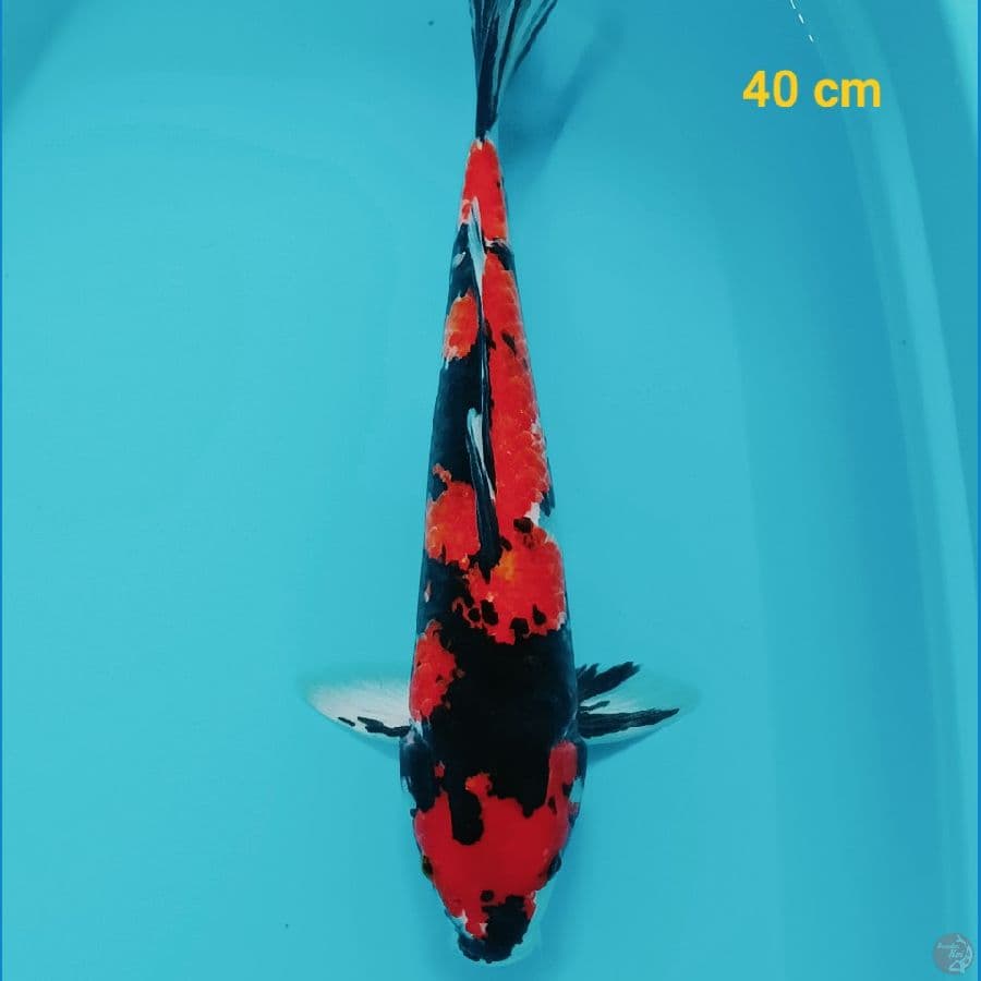 Showa 40 cm