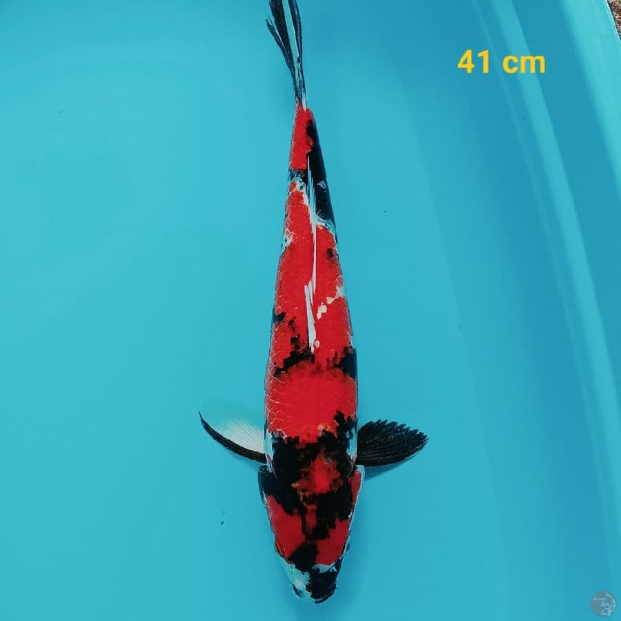 Showa 41 cm